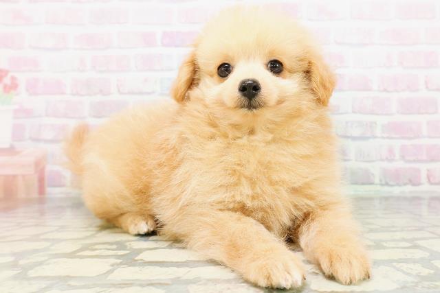 新潟県のポメプー(ポメラニアン×プードル) (Coo&RIKU新潟西店/2026年5月29日生まれ/男の子/アプリコット)の子犬の3枚目の画像