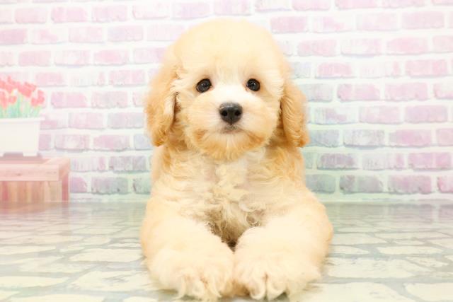 新潟県のトイプードル(トイ) (Coo&RIKU上越店/2026年5月27日生まれ/男の子/アプリコット)の子犬の1枚目の画像