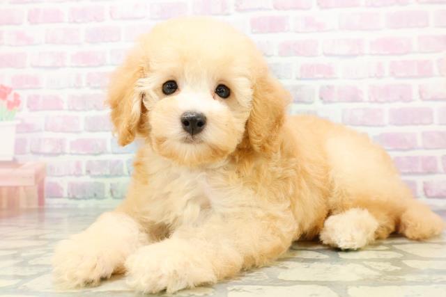 新潟県のトイプードル(トイ) (Coo&RIKU上越店/2026年5月27日生まれ/男の子/アプリコット)の子犬の2枚目の画像