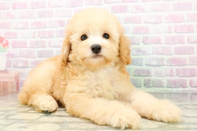 新潟県のトイプードル(トイ) (Coo&RIKU上越店/2026年5月27日生まれ/男の子/アプリコット)の子犬の3枚目の画像
