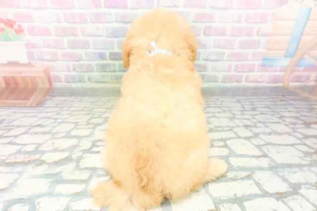 新潟県のトイプードル(トイ) (Coo&RIKU上越店/2026年5月27日生まれ/男の子/アプリコット)の子犬の4枚目の画像