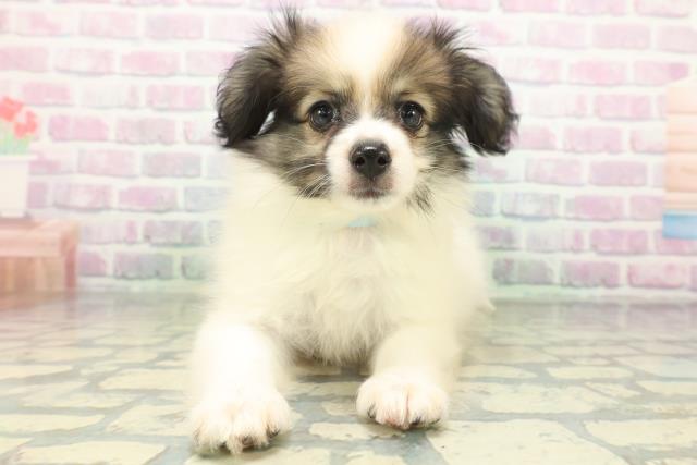 石川県のパピヨン (Coo&RIKU金沢店/2026年5月29日生まれ/男の子/ホワイトブラウン)の子犬の1枚目の画像