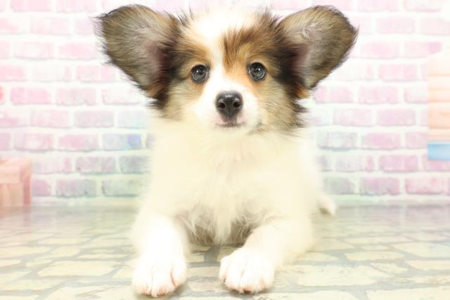 栃木県のパピヨン (Coo&RIKU宇都宮店/2026年5月29日生まれ/女の子/ホワイトブラウン)の子犬の1枚目の画像