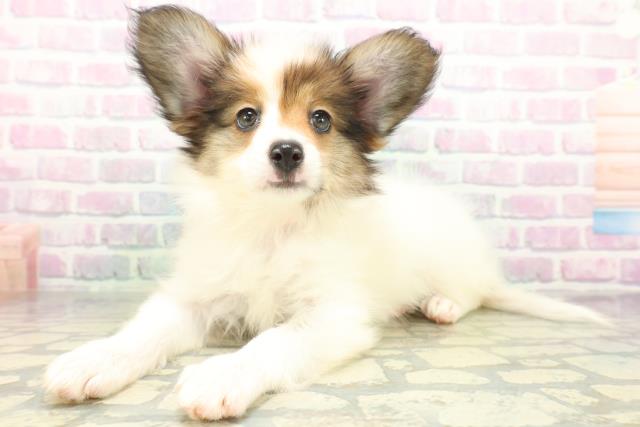 栃木県のパピヨン (Coo&RIKU宇都宮店/2026年5月29日生まれ/女の子/ホワイトブラウン)の子犬の2枚目の画像