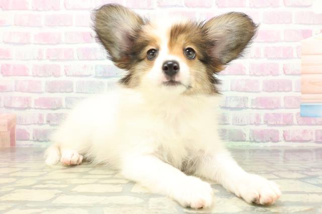 栃木県のパピヨン (Coo&RIKU宇都宮店/2026年5月29日生まれ/女の子/ホワイトブラウン)の子犬の3枚目の画像