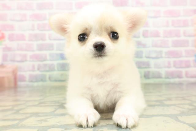 北海道のチワワ(ロング) (Coo&RIKU帯広店/2026年5月30日生まれ/女の子/クリームホワイト)の子犬の1枚目の画像