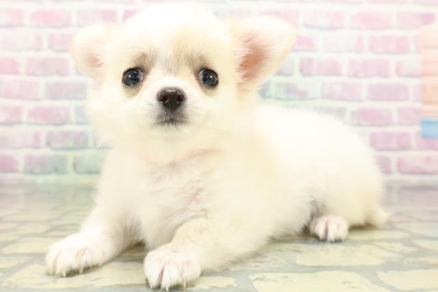 北海道のチワワ(ロング) (Coo&RIKU帯広店/2026年5月30日生まれ/女の子/クリームホワイト)の子犬の2枚目の画像