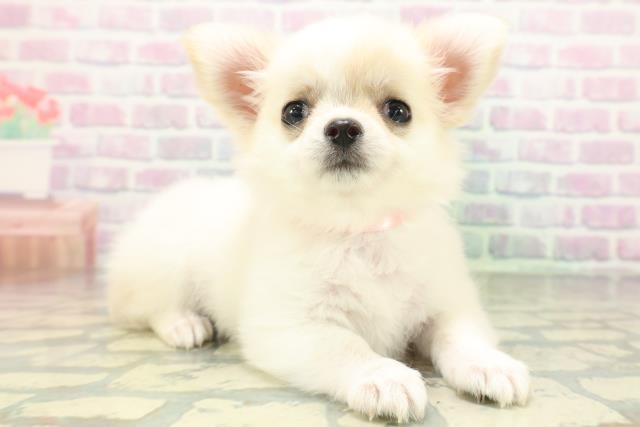 北海道のチワワ(ロング) (Coo&RIKU帯広店/2026年5月30日生まれ/女の子/クリームホワイト)の子犬の3枚目の画像