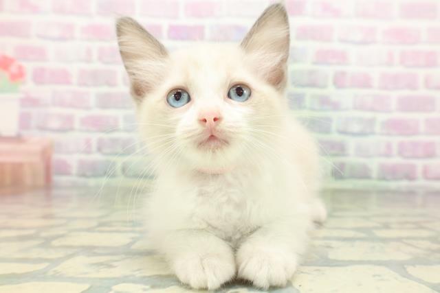 埼玉県のラグドール (Coo&RIKU春日部店/2026年5月22日生まれ/女の子/ブルーポイントバイカラー)の子猫の1枚目の画像