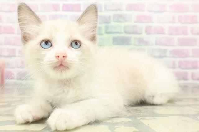 埼玉県のラグドール (Coo&RIKU春日部店/2026年5月22日生まれ/女の子/ブルーポイントバイカラー)の子猫の2枚目の画像
