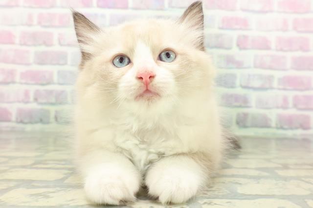 埼玉県のラグドール (Coo&RIKU春日部店/2026年5月30日生まれ/女の子/シールポイントバイカラー)の子猫の1枚目の画像