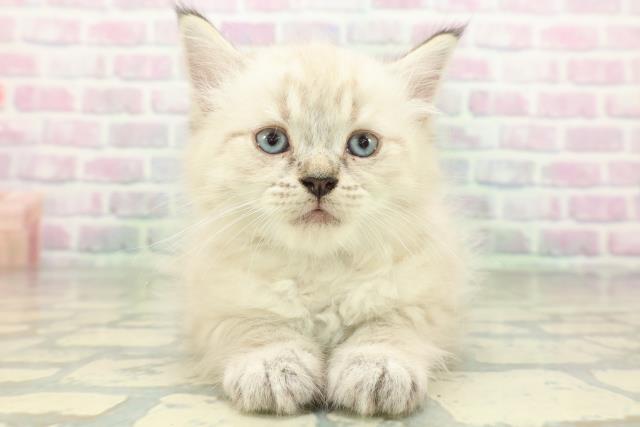 秋田県のネヴァマスカレード (Coo&RIKU秋田店/2026年6月1日生まれ/男の子/シールリンクスポイント)の子猫の1枚目の画像