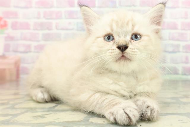 秋田県のネヴァマスカレード (Coo&RIKU秋田店/2026年6月1日生まれ/男の子/シールリンクスポイント)の子猫の3枚目の画像