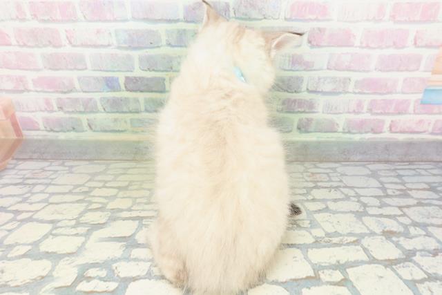 秋田県のネヴァマスカレード (Coo&RIKU秋田店/2026年6月1日生まれ/男の子/シールリンクスポイント)の子猫の4枚目の画像