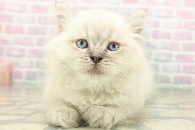 富山県のネヴァマスカレード (Coo&RIKU富山店/2026年6月1日生まれ/男の子/ブルーリンクスポイント)の子猫の1枚目の画像