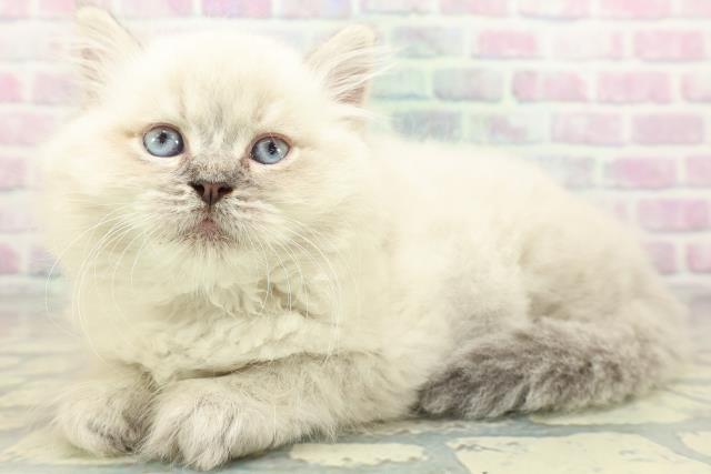 富山県のネヴァマスカレード (Coo&RIKU富山店/2026年6月1日生まれ/男の子/ブルーリンクスポイント)の子猫の2枚目の画像