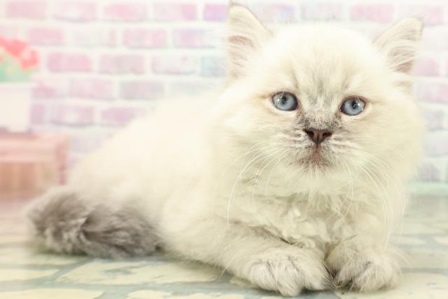 富山県のネヴァマスカレード (Coo&RIKU富山店/2026年6月1日生まれ/男の子/ブルーリンクスポイント)の子猫の3枚目の画像