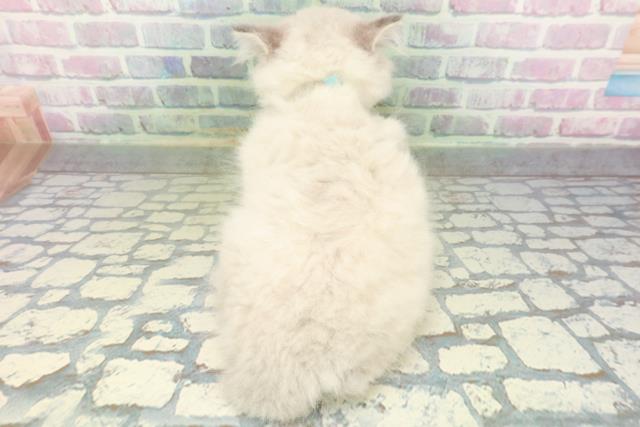 富山県のネヴァマスカレード (Coo&RIKU富山店/2026年6月1日生まれ/男の子/ブルーリンクスポイント)の子猫の4枚目の画像