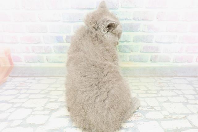 栃木県のブリティッシュショートヘアー (Coo&RIKUFKDインターパーク店/2026年6月1日生まれ/男の子/ブルー)の子猫の4枚目の画像