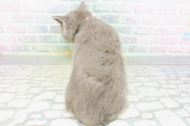 群馬県のブリティッシュショートヘアー (Coo&RIKU高崎店/2026年6月1日生まれ/女の子/ブルー)の子猫の4枚目の画像