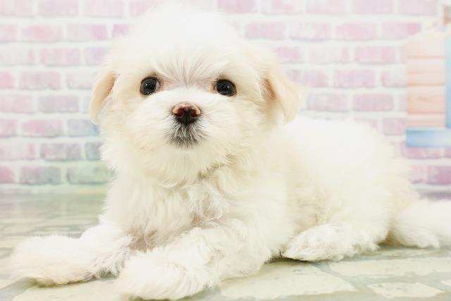 新潟県のマルチーズ (Coo&RIKUイオンモール新発田店/2026年5月31日生まれ/男の子/ホワイト)の子犬の2枚目の画像