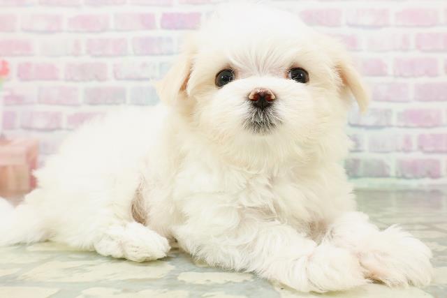 新潟県のマルチーズ (Coo&RIKUイオンモール新発田店/2026年5月31日生まれ/男の子/ホワイト)の子犬の3枚目の画像