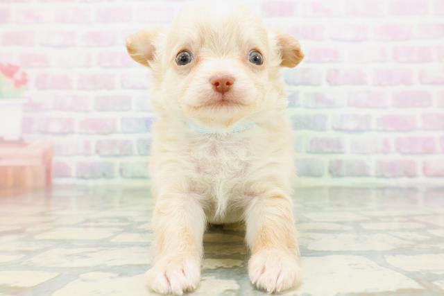 香川県のチワワ(ロング) (Coo&RIKU高松上福岡店/2026年5月29日生まれ/男の子/クリーム)の子犬の1枚目の画像
