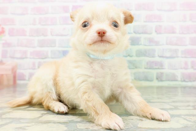 香川県のチワワ(ロング) (Coo&RIKU高松上福岡店/2026年5月29日生まれ/男の子/クリーム)の子犬の3枚目の画像