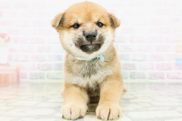 北海道の柴犬(標準サイズ) (Coo&RIKU札幌西店/2026年6月1日生まれ/男の子/赤)の子犬の1枚目の画像