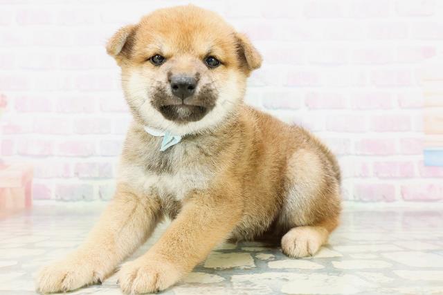 北海道の柴犬(標準サイズ) (Coo&RIKU札幌西店/2026年6月1日生まれ/男の子/赤)の子犬の2枚目の画像
