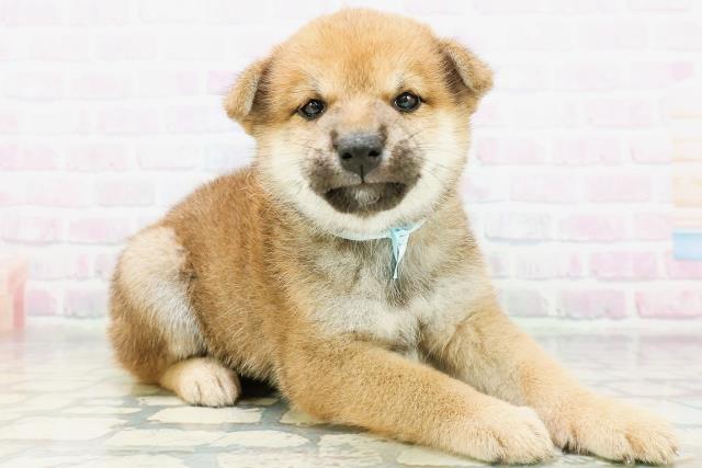 北海道の柴犬(標準サイズ) (Coo&RIKU札幌西店/2026年6月1日生まれ/男の子/赤)の子犬の3枚目の画像