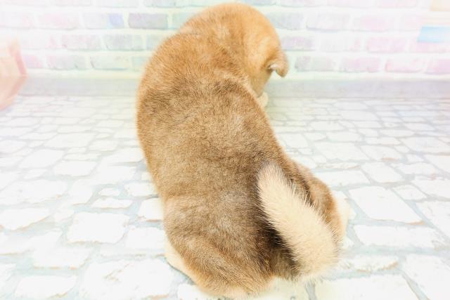 北海道の柴犬(標準サイズ) (Coo&RIKU札幌西店/2026年6月1日生まれ/男の子/赤)の子犬の4枚目の画像