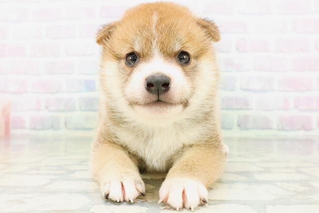 新潟県の柴犬(標準サイズ) (Coo&RIKUイオンモール新発田店/2026年6月1日生まれ/男の子/赤)の子犬の1枚目の画像