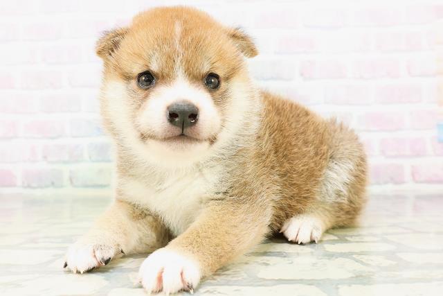 新潟県の柴犬(標準サイズ) (Coo&RIKUイオンモール新発田店/2026年6月1日生まれ/男の子/赤)の子犬の2枚目の画像
