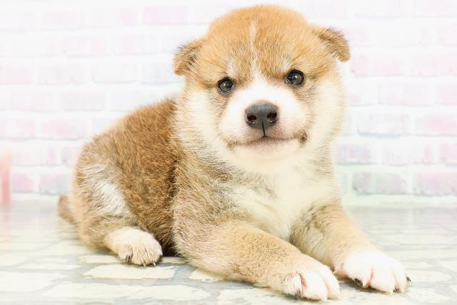 新潟県の柴犬(標準サイズ) (Coo&RIKUイオンモール新発田店/2026年6月1日生まれ/男の子/赤)の子犬の3枚目の画像