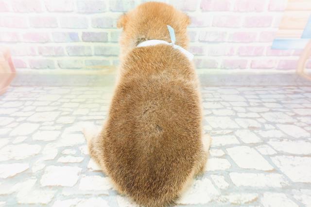 新潟県の柴犬(標準サイズ) (Coo&RIKUイオンモール新発田店/2026年6月1日生まれ/男の子/赤)の子犬の4枚目の画像