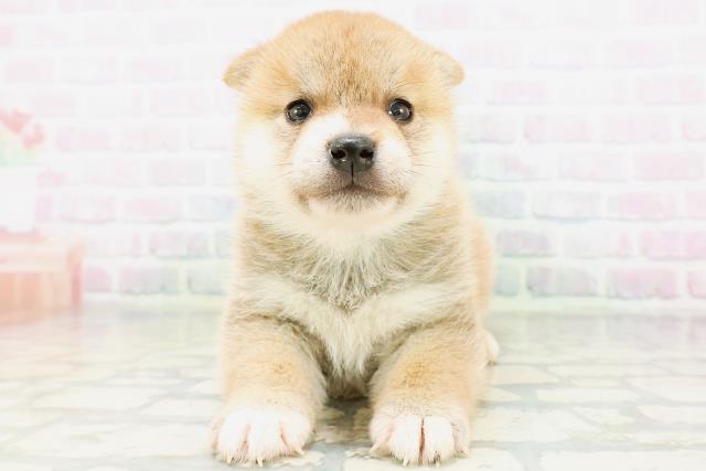 秋田県の柴犬(標準サイズ) (Coo&RIKU秋田店/2026年6月1日生まれ/男の子/赤)の子犬の1枚目の画像