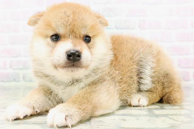 秋田県の柴犬(標準サイズ) (Coo&RIKU秋田店/2026年6月1日生まれ/男の子/赤)の子犬の2枚目の画像