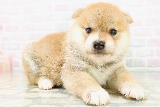 秋田県の柴犬(標準サイズ) (Coo&RIKU秋田店/2026年6月1日生まれ/男の子/赤)の子犬の3枚目の画像
