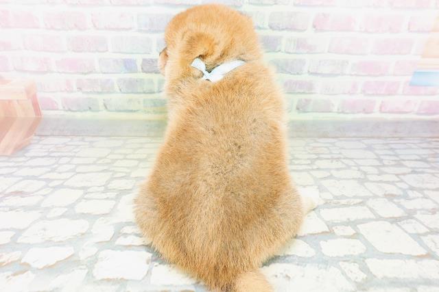 秋田県の柴犬(標準サイズ) (Coo&RIKU秋田店/2026年6月1日生まれ/男の子/赤)の子犬の4枚目の画像