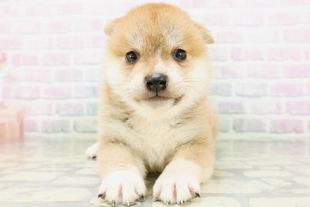 青森県の柴犬(標準サイズ) (Coo&RIKU青森店/2026年6月1日生まれ/女の子/赤)の子犬の1枚目の画像