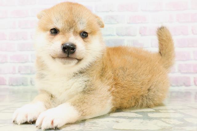 青森県の柴犬(標準サイズ) (Coo&RIKU青森店/2026年6月1日生まれ/女の子/赤)の子犬の2枚目の画像
