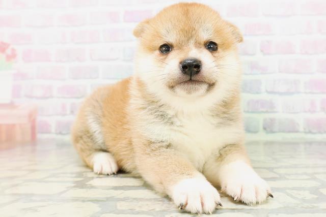 青森県の柴犬(標準サイズ) (Coo&RIKU青森店/2026年6月1日生まれ/女の子/赤)の子犬の3枚目の画像