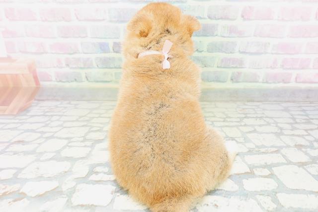青森県の柴犬(標準サイズ) (Coo&RIKU青森店/2026年6月1日生まれ/女の子/赤)の子犬の4枚目の画像