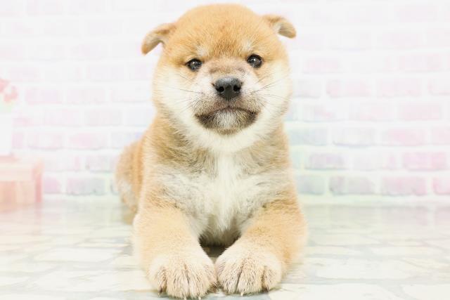 宮城県の柴犬(標準サイズ) (Coo&RIKU仙台太白店/2026年6月1日生まれ/女の子/赤)の子犬の1枚目の画像
