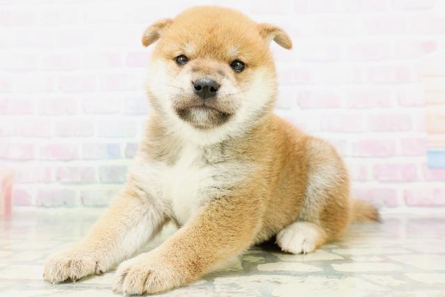 宮城県の柴犬(標準サイズ) (Coo&RIKU仙台太白店/2026年6月1日生まれ/女の子/赤)の子犬の2枚目の画像
