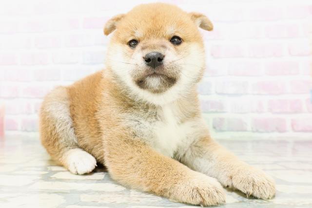 宮城県の柴犬(標準サイズ) (Coo&RIKU仙台太白店/2026年6月1日生まれ/女の子/赤)の子犬の3枚目の画像