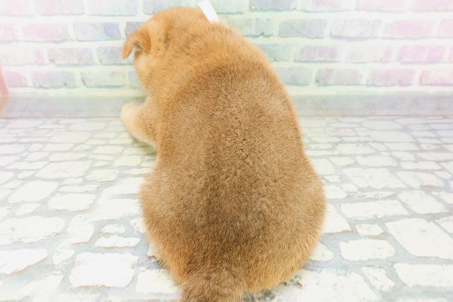 宮城県の柴犬(標準サイズ) (Coo&RIKU仙台太白店/2026年6月1日生まれ/女の子/赤)の子犬の4枚目の画像