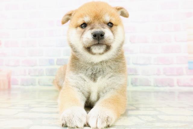 福井県の柴犬(標準サイズ) (Coo&RIKU福井店/2026年6月1日生まれ/女の子/赤)の子犬の1枚目の画像
