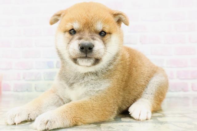 福井県の柴犬(標準サイズ) (Coo&RIKU福井店/2026年6月1日生まれ/女の子/赤)の子犬の2枚目の画像